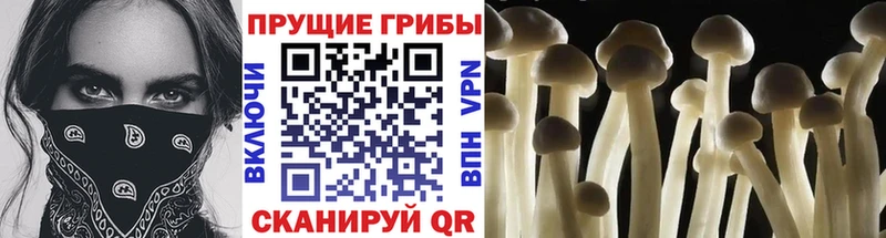 продажа наркотиков  дарк нет клад  Псилоцибиновые грибы мухоморы  Асбест 